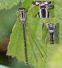 Coenagrion puella